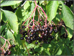 Czarny bez